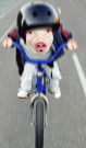 Click image for larger version

Name:	racing pig.gif
Views:	403
Size:	129.2 KB
ID:	1796
