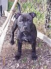 Click image for larger version

Name:	StaffordshireTerrier4monthsDiesel06.JPG
Views:	318
Size:	60.4 KB
ID:	2471