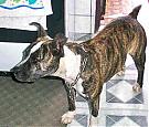 Click image for larger version

Name:	american-staffordshire-terrier-0073.jpg
Views:	322
Size:	43.7 KB
ID:	2479